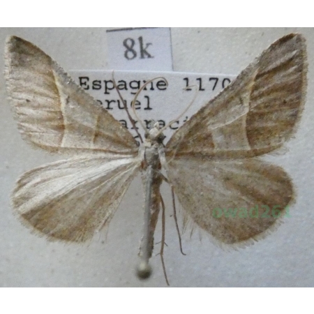 Petrophora convergata (de Villers, 1789) Spain8k